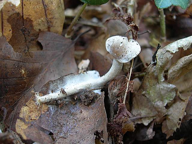 Funghi nella nebbia